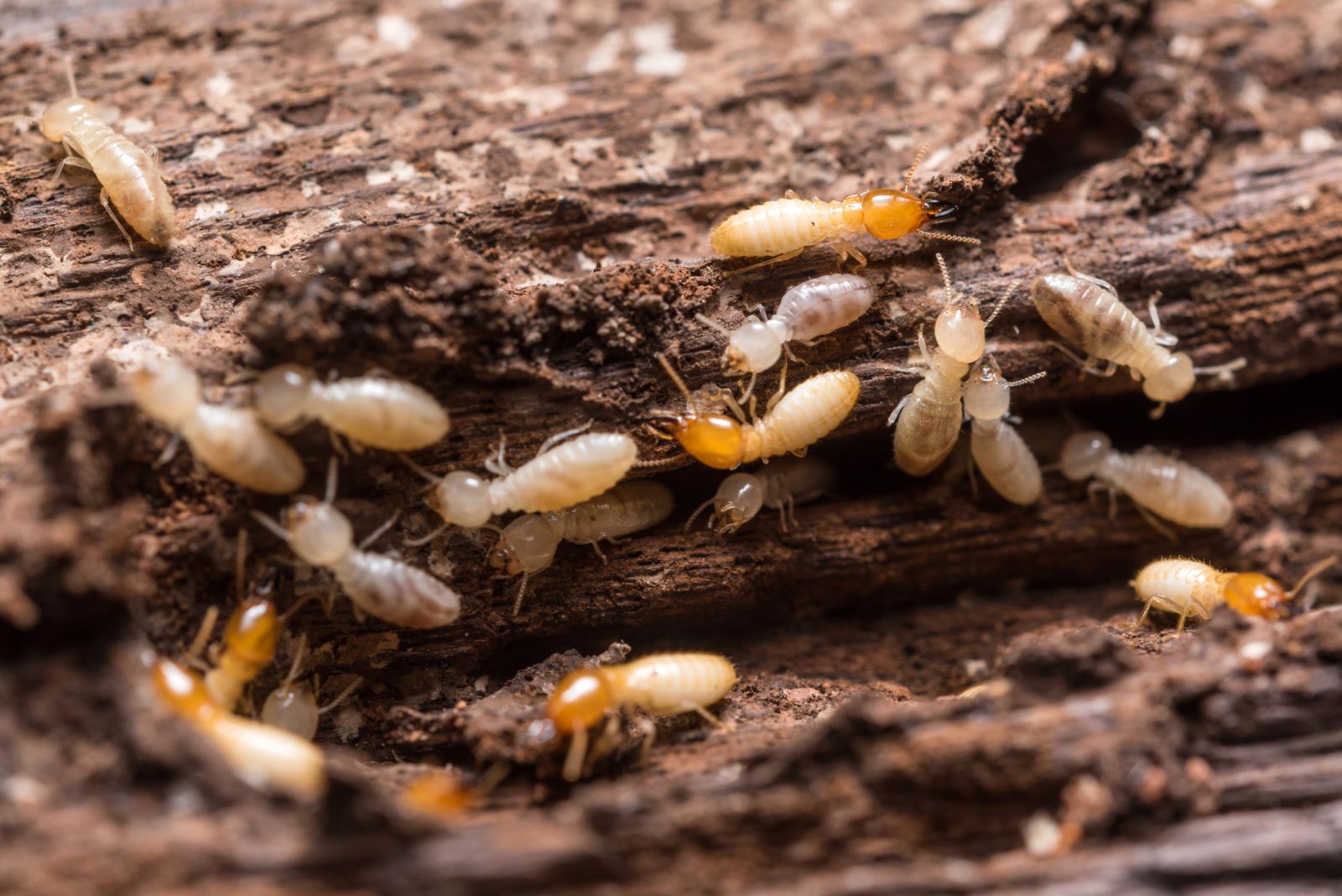 Le diagnostic termites ou état relatif à la présence de termites, obligatoire dans certains cas